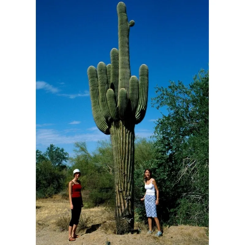 Semillas de Cactus Saguaro o Sahuario (Carnegiea gigantea)