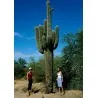 Semillas de Cactus Saguaro o Sahuario (Carnegiea gigantea)