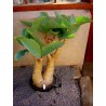 Price: €7.5 - Cyphostemma juttae Samen - 