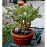 Price: €7.5 - Cyphostemma juttae Samen - 