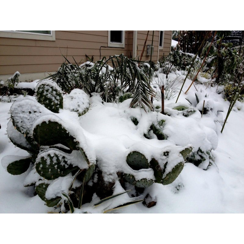 Price: €1.65 - Semillas de Bartolona, Nopal camueso (Opuntia robusta) - 