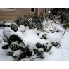 Price: €1.65 - Σπόροι Κάκτοι Opuntia Robusta - 