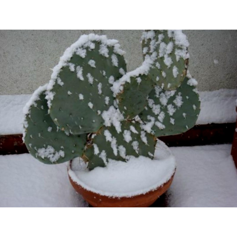 Price: €1.65 - Semillas de Bartolona, Nopal camueso (Opuntia robusta) - 