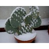 Price: €1.65 - Σπόροι Κάκτοι Opuntia Robusta - 
