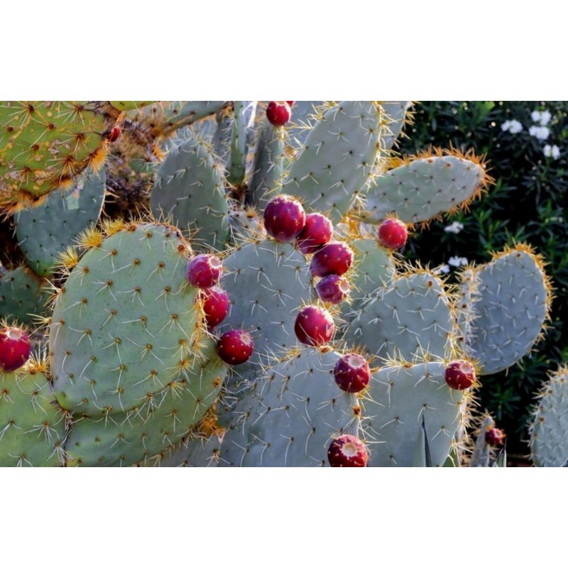 Price: €1.65 - Semillas de Bartolona, Nopal camueso (Opuntia robusta) - 