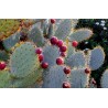 Semi di Opuntia robusta
