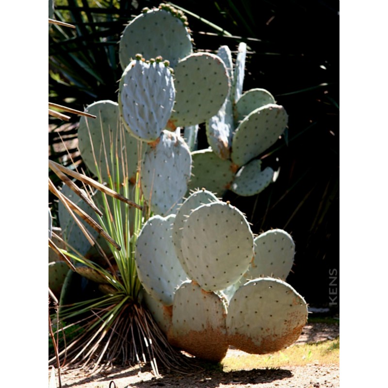 Price: €1.65 - Semillas de Bartolona, Nopal camueso (Opuntia robusta) - 