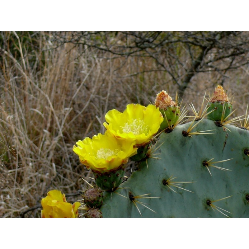 Price: €1.65 - Σπόροι Κάκτοι Opuntia Robusta - 
