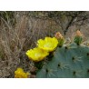Price: €1.65 - Σπόροι Κάκτοι Opuntia Robusta - 