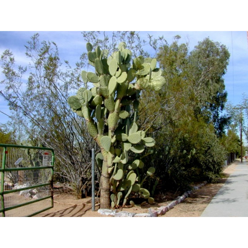 Price: €1.65 - Semillas de Bartolona, Nopal camueso (Opuntia robusta) - 