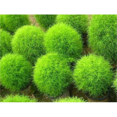 Price: €1.5 - Sementes De Cipreste De Verão (Kochia Scoparia Red) -