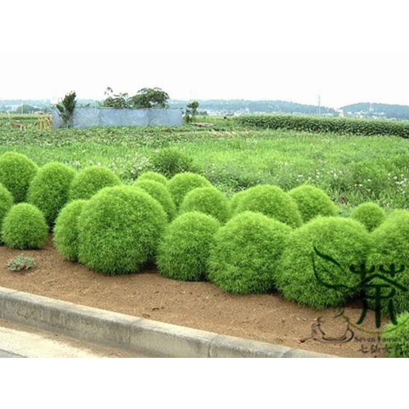 Price: €1.5 - Röd Sommarcypress Frön - Burning Bush - 