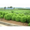 Price: €1.5 - Sementes De Cipreste De Verão (Kochia Scoparia Red) - 