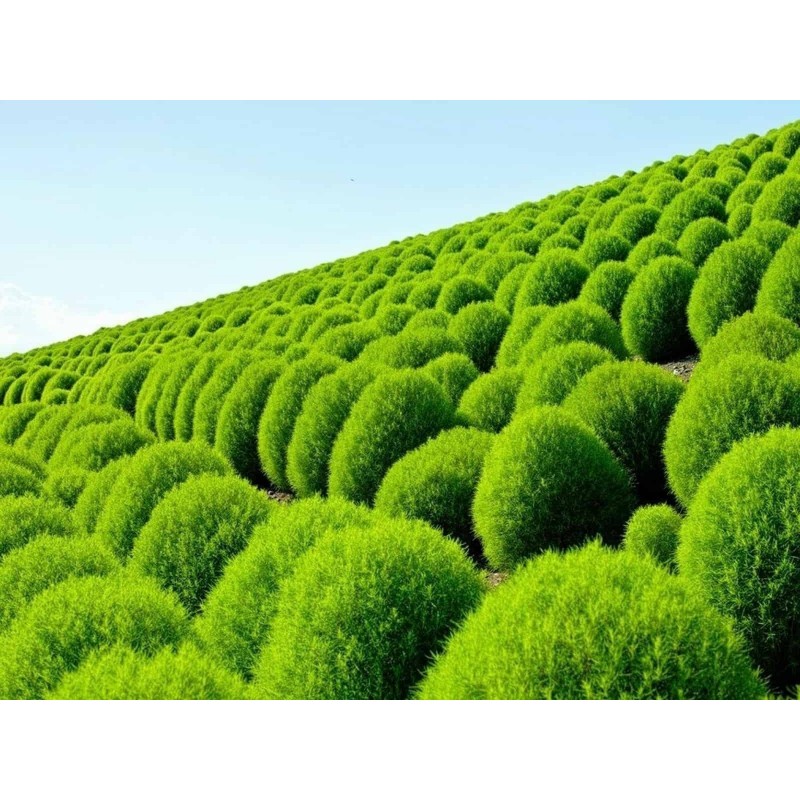 Price: €1.5 - Sommerzypresse Samen (Kochia scoparia) - 