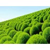 Price: €1.5 - Sementes De Cipreste De Verão (Kochia Scoparia Red) - 