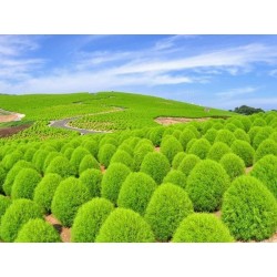 Sementes De Cipreste De Verão (Kochia Scoparia Red)