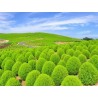 Price: €1.5 - Graines de Faux Cyprès (Kochia Trichophylla) - 