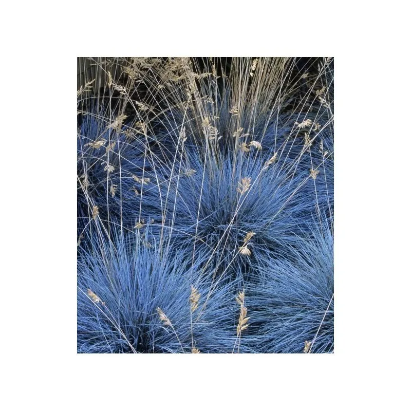 Semillas De Pasto Blue Fescue