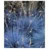 Price: €1.85 - Blåsvingel Växt Frön (Festuca glauca) - 