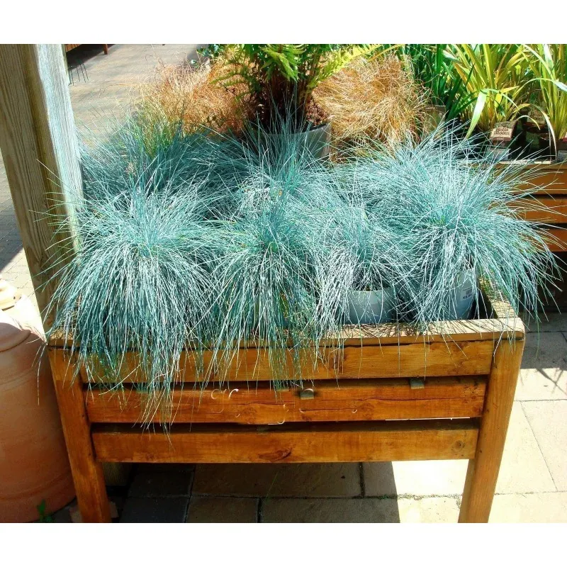 Semillas De Pasto Blue Fescue