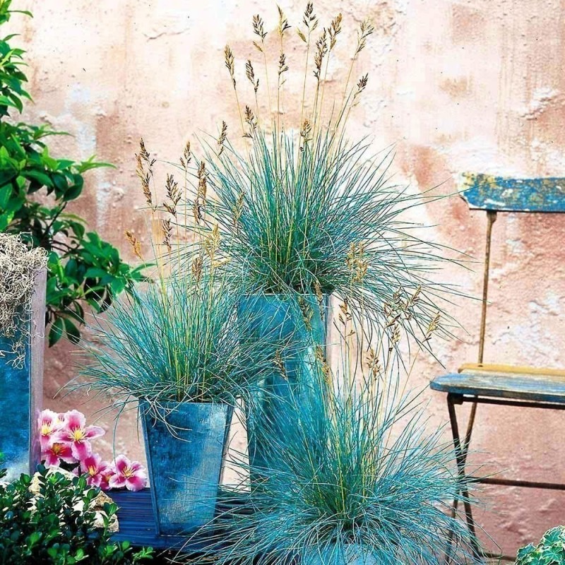 Price: €1.85 - Blåsvingel Växt Frön (Festuca glauca) - 