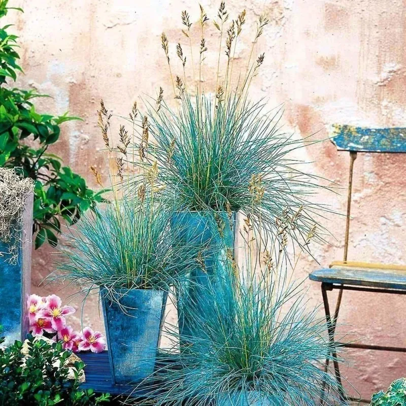 Semillas De Pasto Blue Fescue