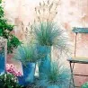 Semillas De Pasto Blue Fescue