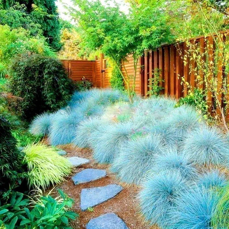 Semillas De Pasto Blue Fescue