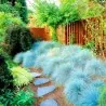 Semillas De Pasto Blue Fescue