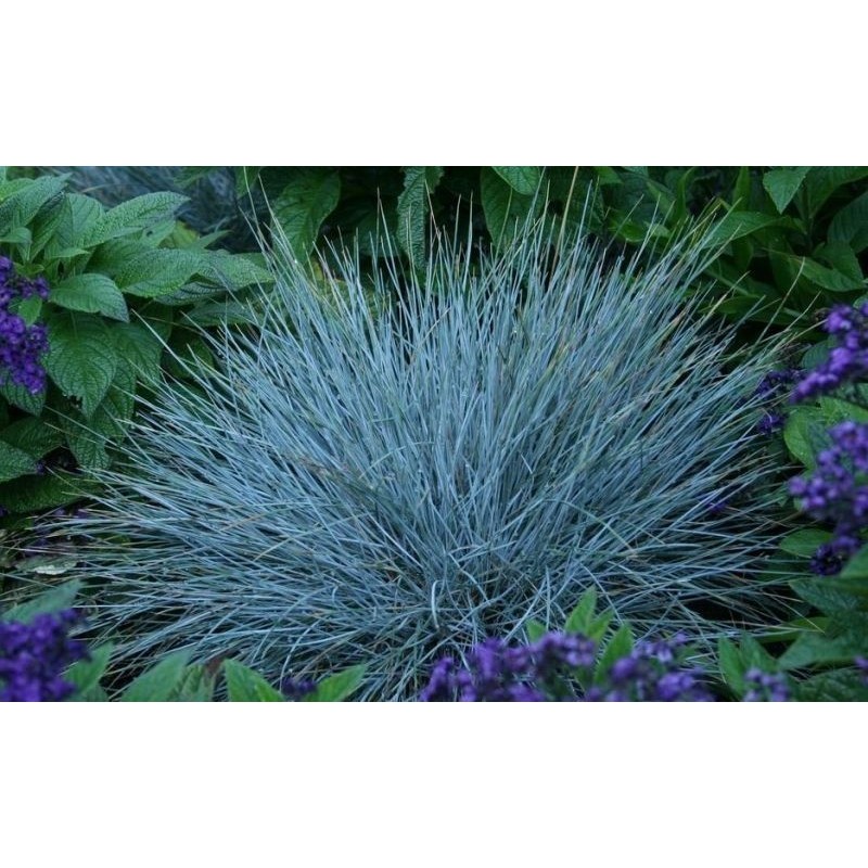 Price: €1.85 - Blåsvingel Växt Frön (Festuca glauca) - 