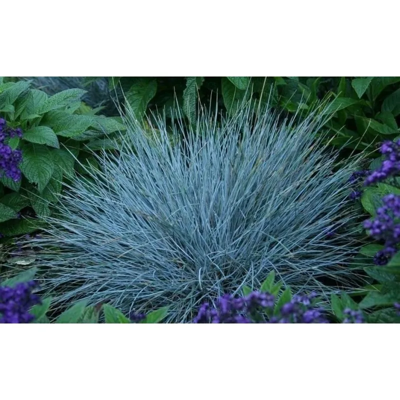 Blåsvingel Växt Frön (Festuca glauca)
