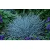 Semillas De Pasto Blue Fescue