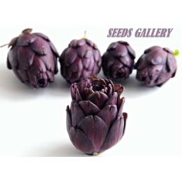 Kronärtskocksfrön VIOLET DE PROVENCE - 1.98