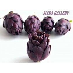 Price: €1.95 - Σπόροι Αγκινάρες Violet de Provence - 