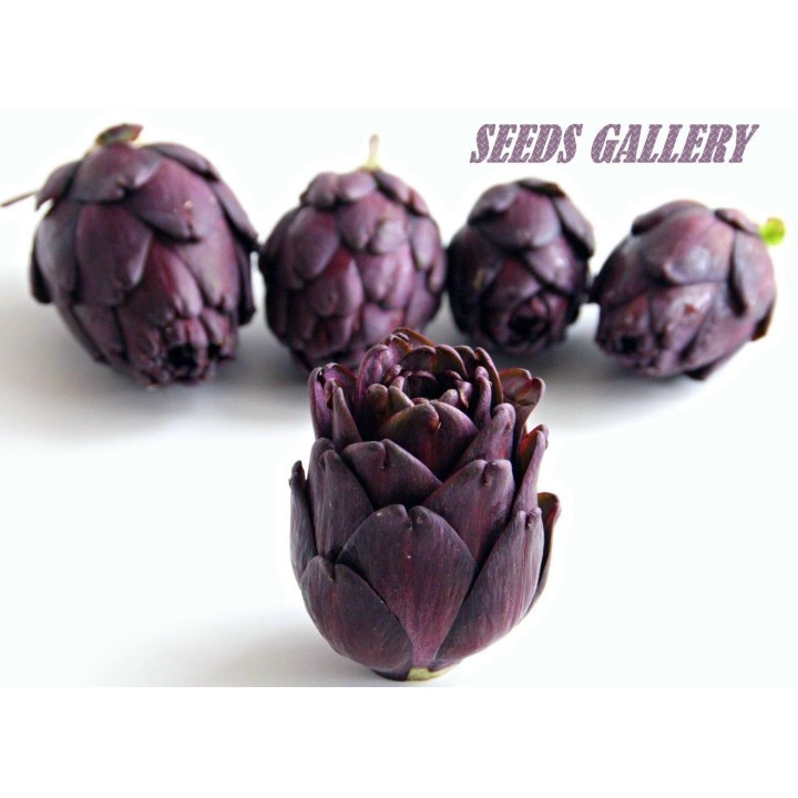 Nasiona karczocha VIOLET DE PROVENCE - 1.98