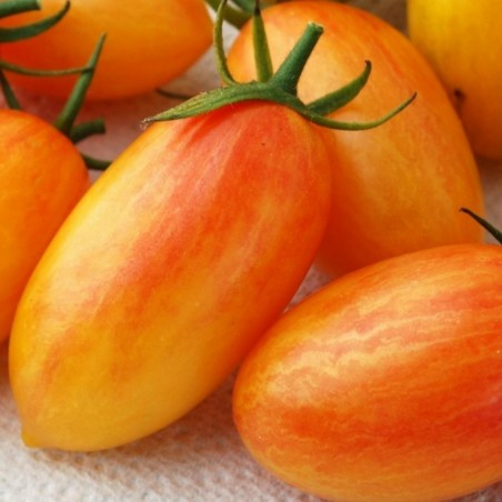 Price: €1.95 - Semillas de tomate ARTISAN BLUSH TIGER -