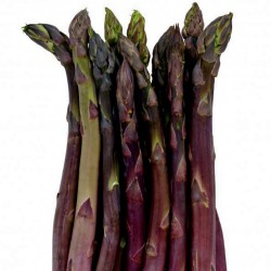 Price: €1.85 - Σπαράγγια ARGENTEUIL βιολογικός σπόρος - 