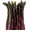 Semi di Asparagus ARGENTEUIL