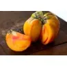BIG RAINBOW Tomaten Samen Saatgut
