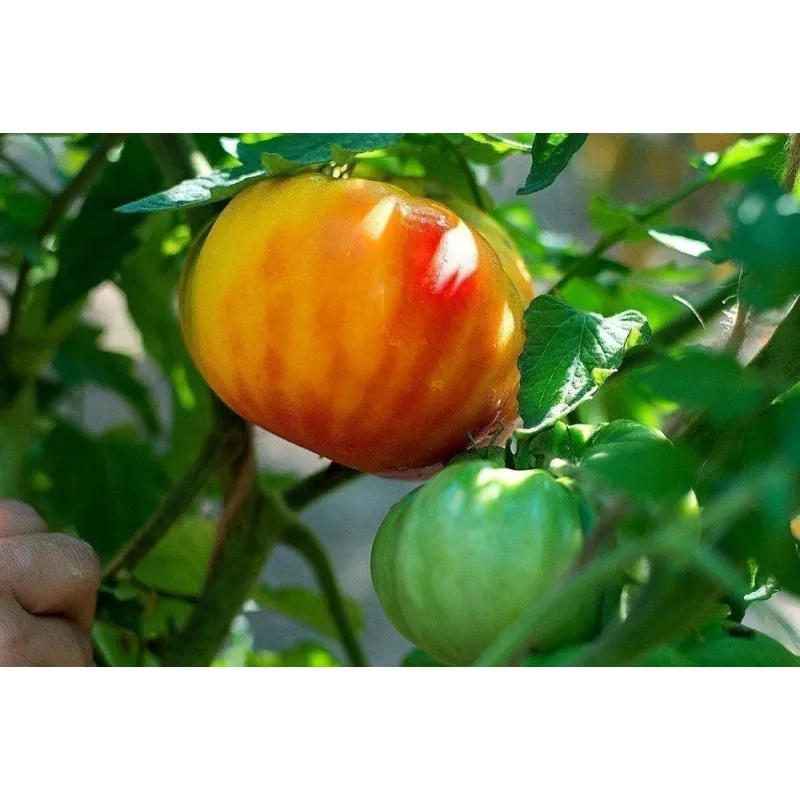 Graines de Tomate BIG RAINBOW