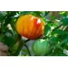 BIG RAINBOW Tomaten Samen Saatgut
