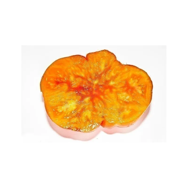 BIG RAINBOW Tomaten Samen Saatgut