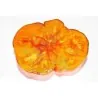 BIG RAINBOW Tomaten Samen Saatgut