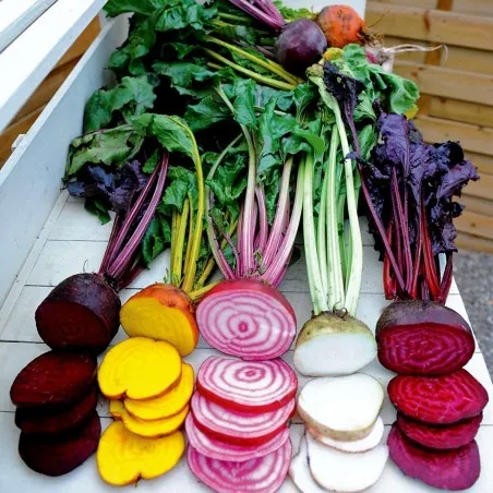 Rainbow Beetroot Seeds