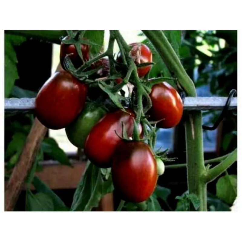 Graines de tomate Prune Noire - Black Plum