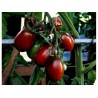 Price: €1.55 - Black Plum Tomato Seeds - 