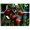 Graines de tomate Prune Noire - Black Plum
