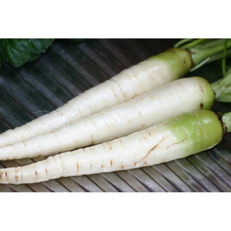 Price: €1.55 - Semillas Zanahoria Blanca LUNAR WHITE - 