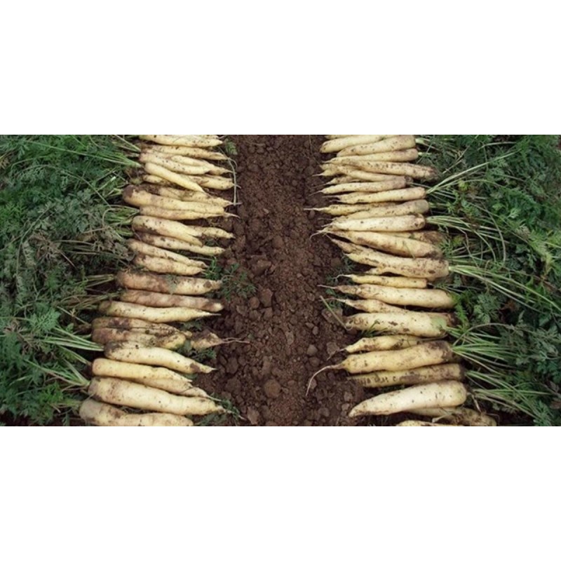 Sementes de Cenoura Branca LUNAR WHITE