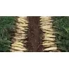 Carrot Seeds LUNAR WHITE